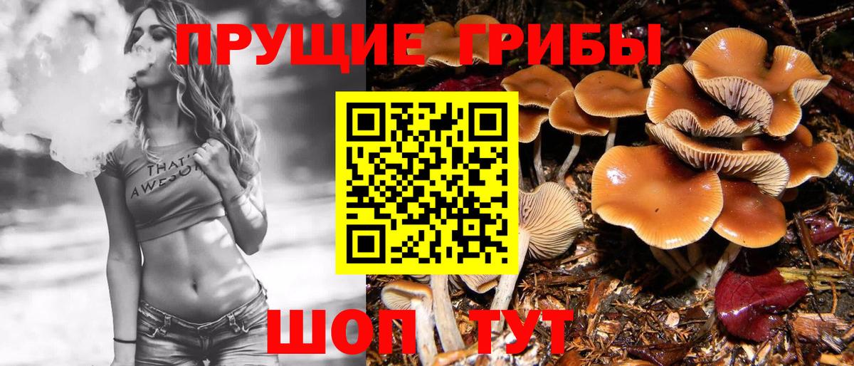 Богданович  Псилоцибиновые грибы мицелий  Вход с VPN 